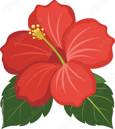 Red Hibiscus flower isolated on a white background