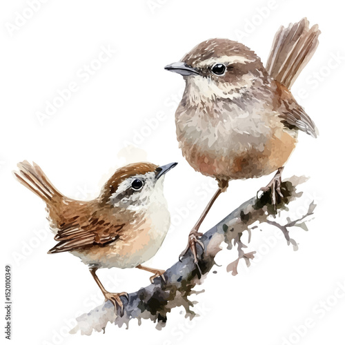 A Mother Wren With Her Kid, watercolor drawing vector, high quality, isolated on a white background.