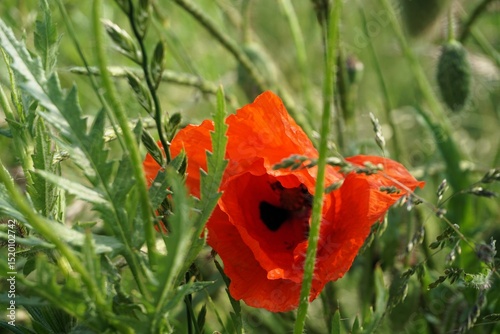 Rote Mohnblume auf Feld mit hohem grünen Gras und Beikraut in der Natur am Abend im Frühling photo