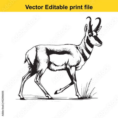 Pronghorn Antelope in Black and White Vector Illustration