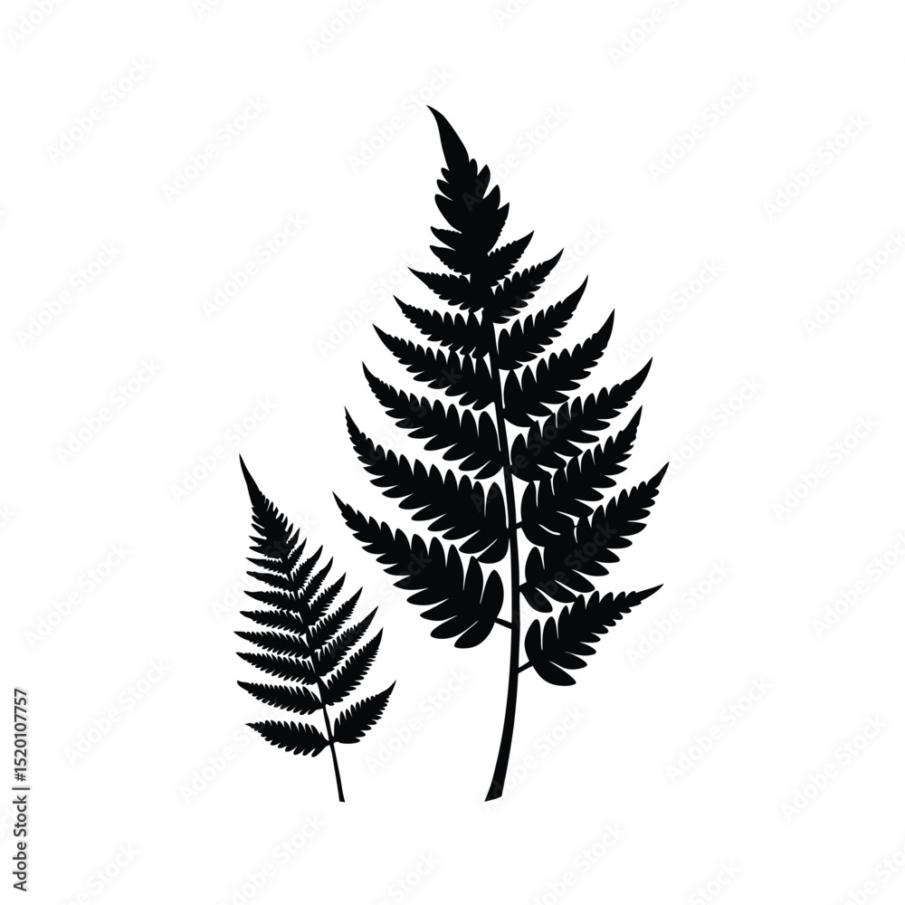 Fototapeta premium fern leaf isolated on white background