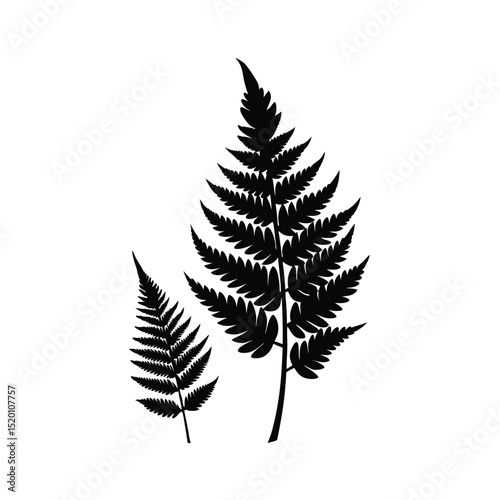 fern leaf isolated on white background