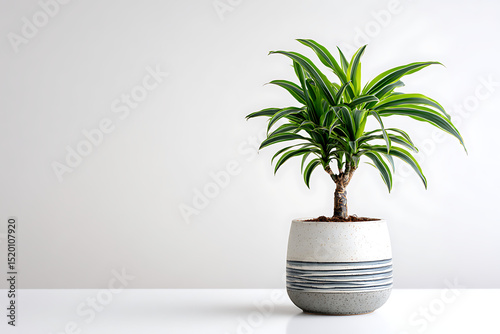 Potted dracaena plant on a white table with minimalist background and copy space