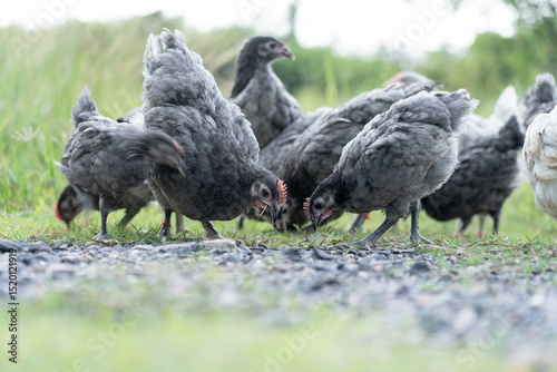 Group of Australorp Chickens in Natural Grass Field