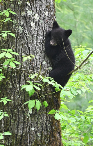 Black Bear Cub