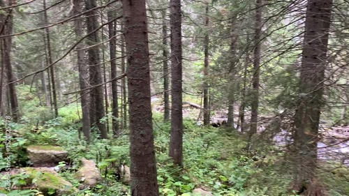 Wallpaper Mural forest in spring Torontodigital.ca