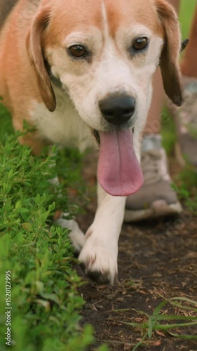 Close up of two dogs on leash walking with their owner, with the dog ahead glancing back at the owner while continuing forward, and the second dog focused on exploring grass