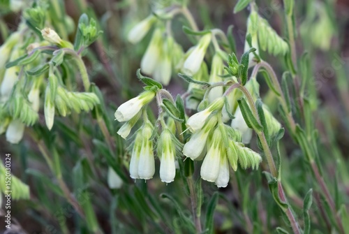 photos of wild plants and flowers.