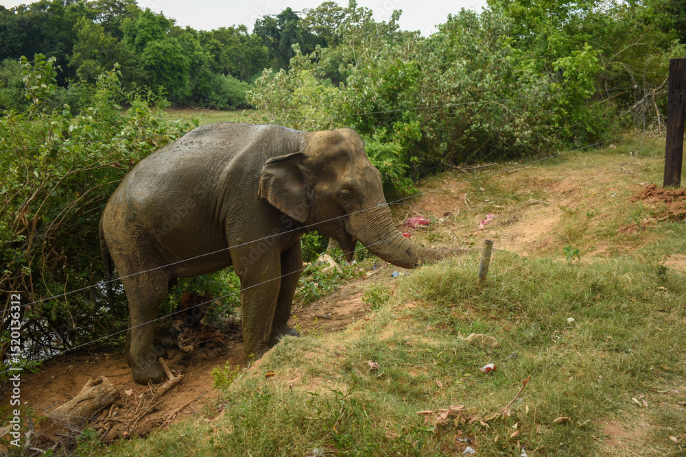 Fototapeta premium An Elephant in Somawathiya National Park, Polonnaruwa, Sri Lanka.