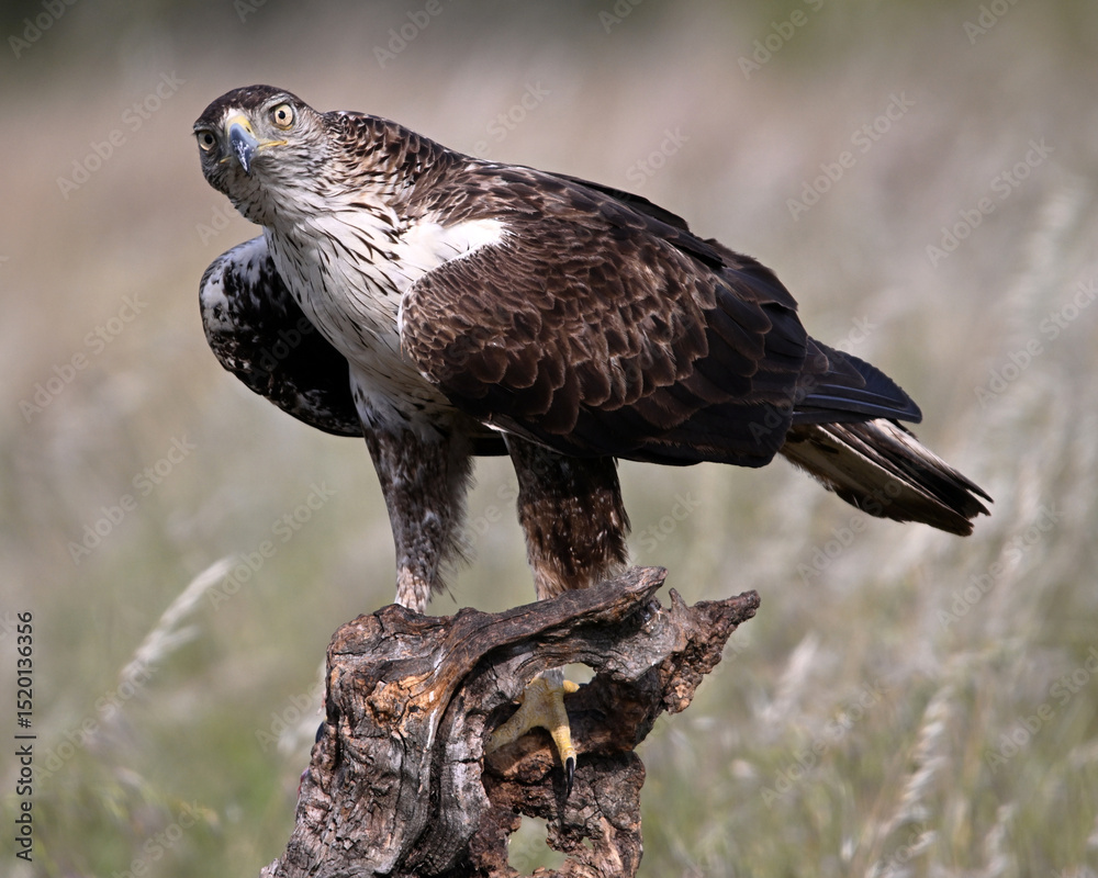Fototapeta premium aguila fasciata en el campo en españa