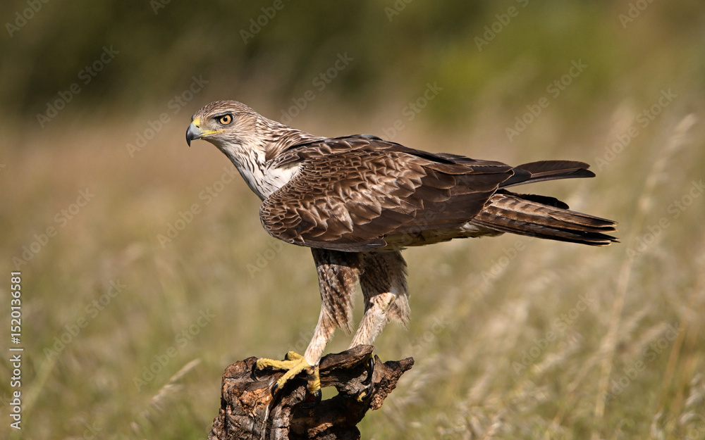 Fototapeta premium aguila fasciata en el campo