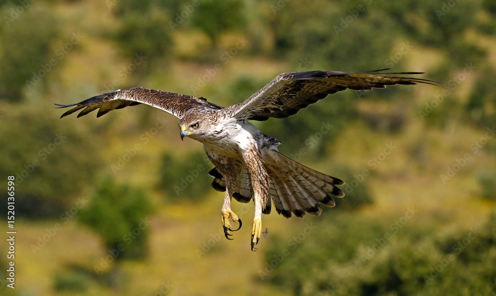 Obraz premium aguila fasciata en el campo en españa