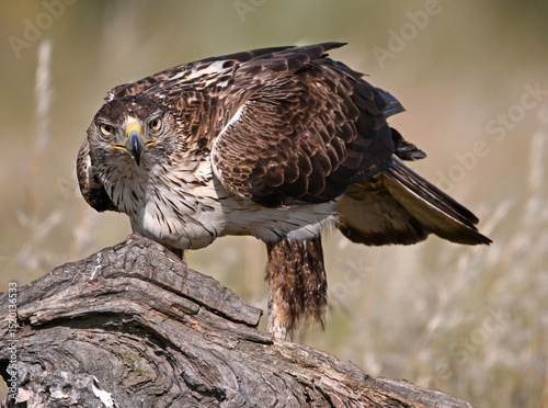 Fotografie aguila fasciata en el campo