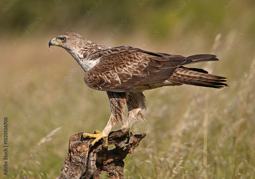 Fototapeta premium aguila fasciata en el campo en españa