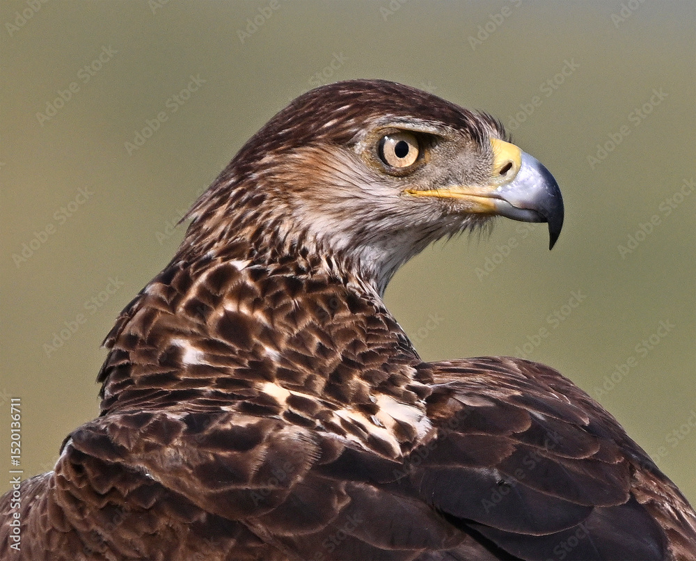 Fototapeta premium una poderosa aguila de bonelli en extremadura