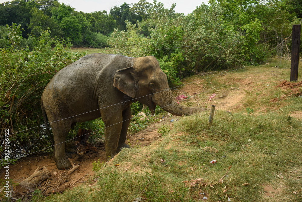 Fototapeta premium An Elephant in Somawathiya National Park, Polonnaruwa, Sri Lanka.