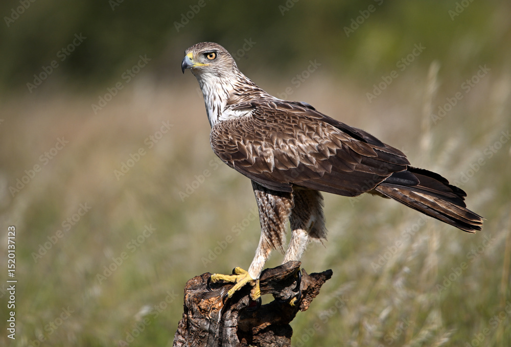 Fototapeta premium aguila fasciata en el campo