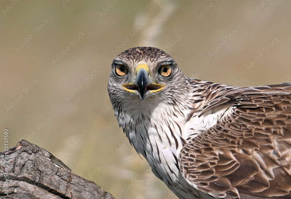 Fototapeta premium aguila perdicera posada en un tronco de un arbol