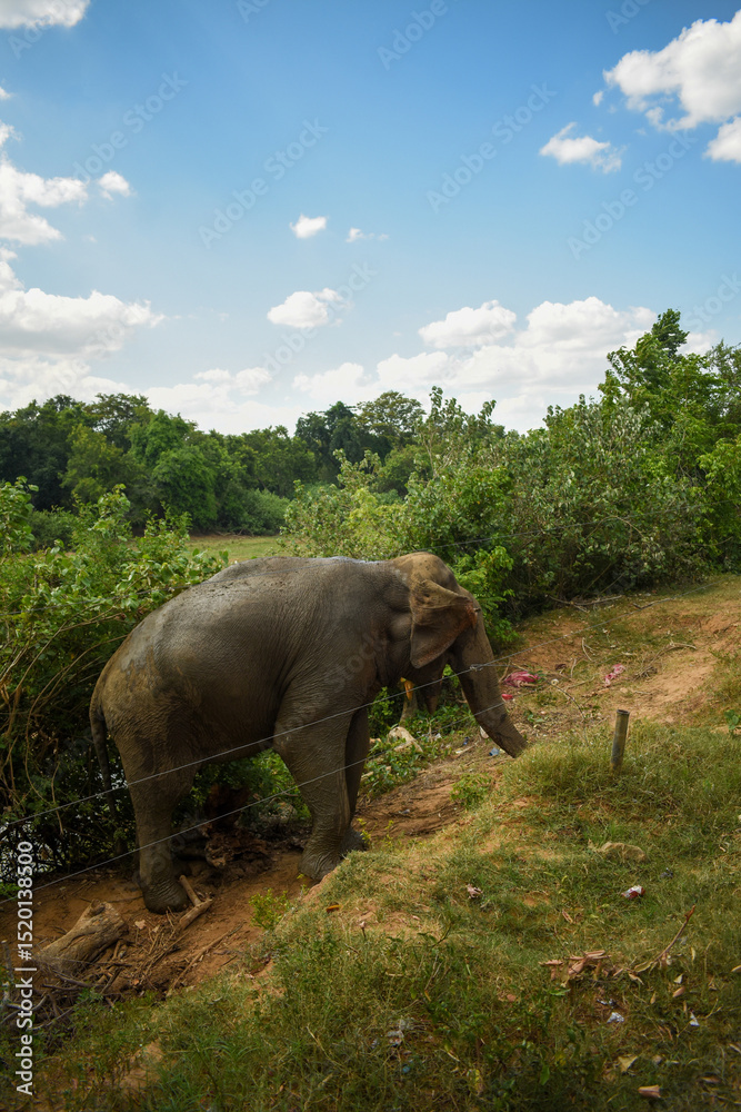 Obraz premium An Elephant in Somawathiya National Park, Polonnaruwa, Sri Lanka.