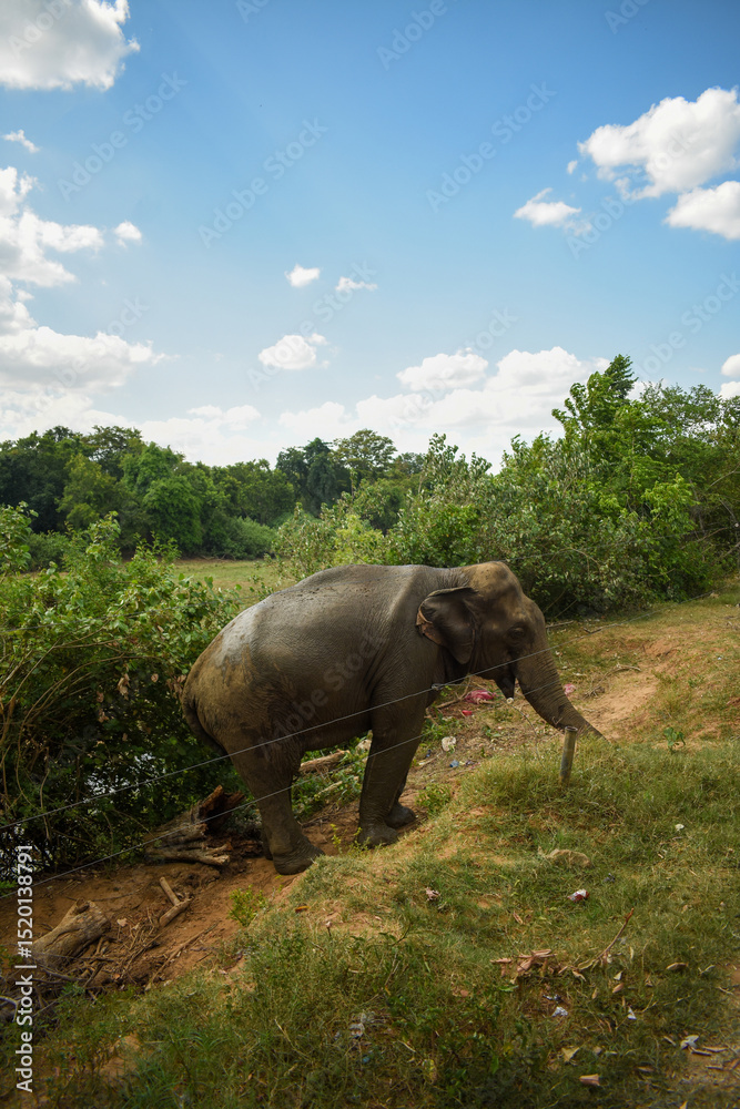 Fototapeta premium An Elephant in Somawathiya National Park, Polonnaruwa, Sri Lanka.