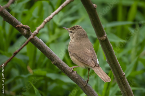 Blyths reed warbler sitting on branch of tree..