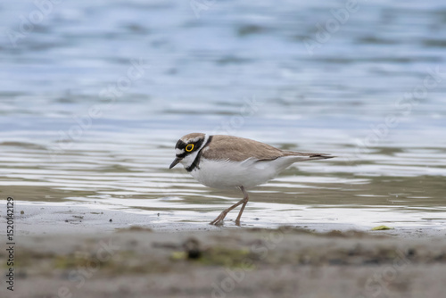 Little Ringed Plover - Charadrius dubius, outdoor.