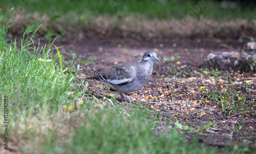 Mourning dove standing on the ground