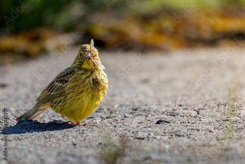 The yellowhammer bird (Emberiza citrinella) on road