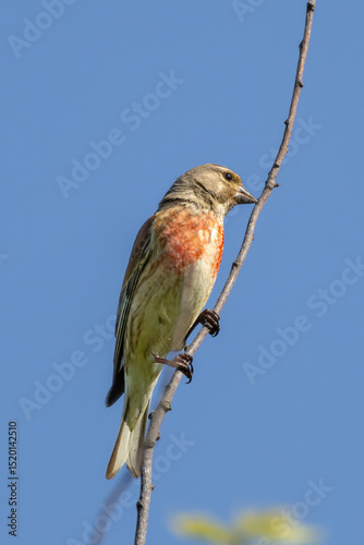Linaria cannabina. Common linnet sitting on a branch.