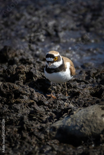 Little Ringed Plover - Charadrius dubius, outdoor