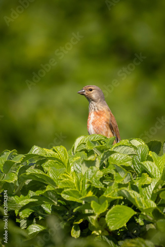Linaria cannabina. Common linnet sitting on a branch.