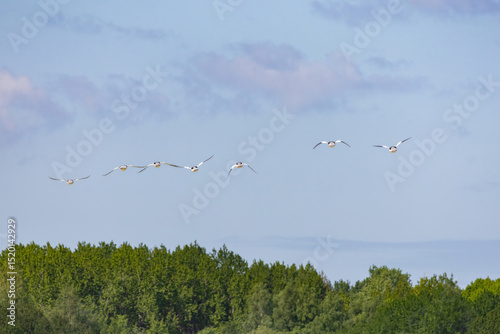 A flock of goo-sanders, merganser in the air.