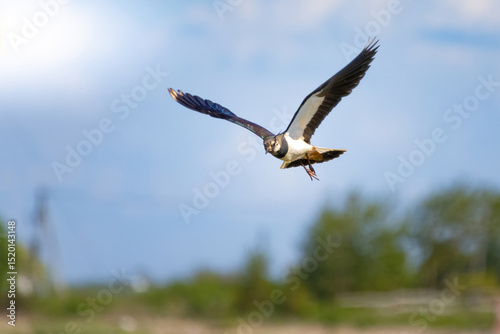 Northern lapwing or peewit in flight