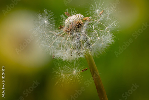 Dandelion fused with sunset so it looks like a lit bulb.