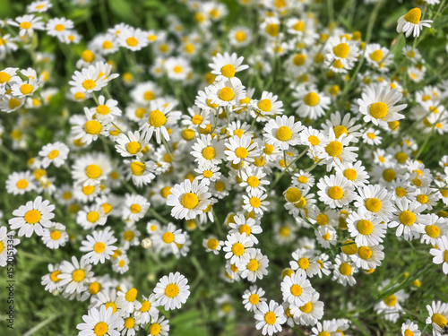 Vászonkép field of daisies