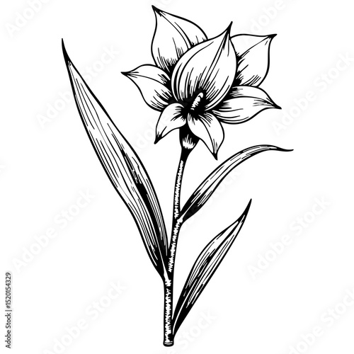 Vintage sketch of a flowering plant with detailed leaves and petals  