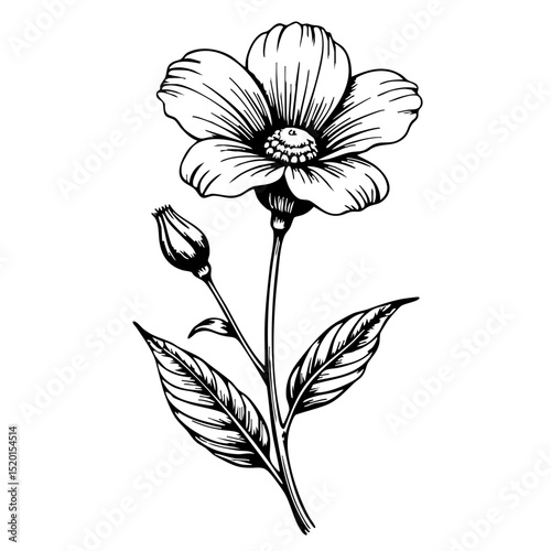 Primrose flower sketch illustration in vintage style  