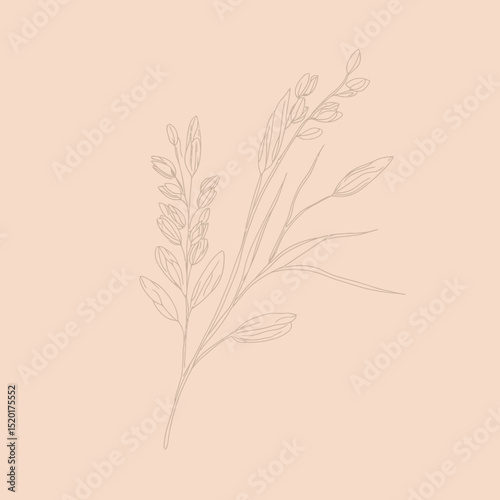 Hand drawn oat grain sketch minimalist vector illustration with detailed seed heads and leaves on soft beige background for agriculture concept design