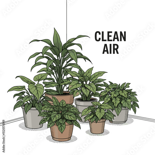 Potted indoor plants for clean air in home corner