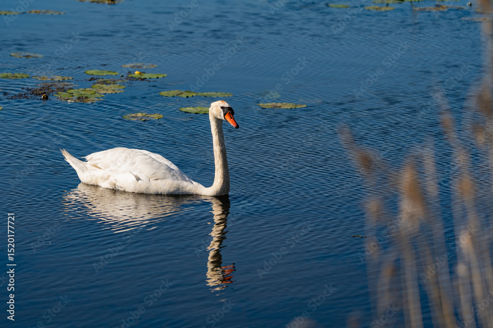 Fototapeta premium Mute Swan Gliding on Calm Waters at Federsee, Baden-Württemberg, Germany