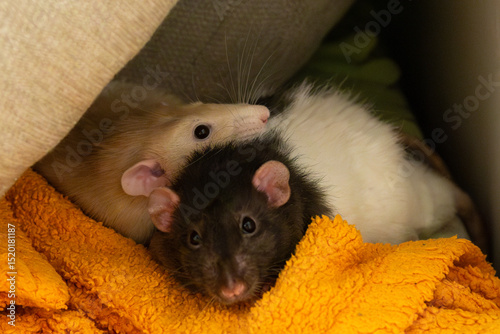 Two Pet Dambo rats are sitting together on orange soft rug. Сute small rodents white and ginger with black eyes. Animal friendship.