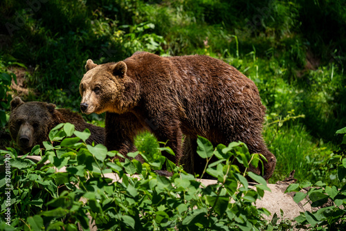 Photography Pair of Brown Bears in Forest Vegetation at Alternativer Bärenpark Schwarzwald