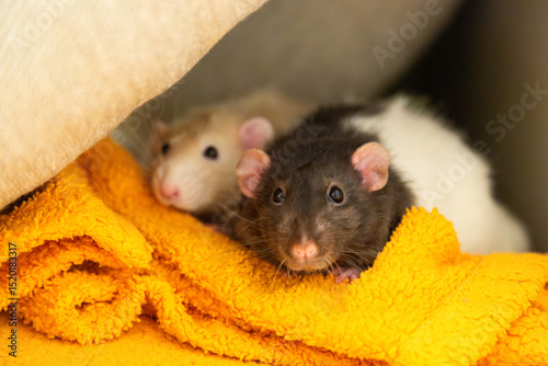 Two Pet Dambo rats are sitting together on orange soft rug. Сute small rodents white and ginger with black eyes. Animal friendship.
