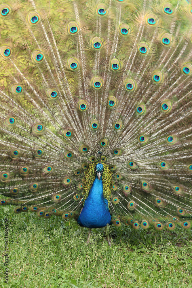 Fototapeta premium Beautiful peacock with bright plumage against the background of nature. Brightly colored peacock. Bird close-up. Males demonstrate their plumage