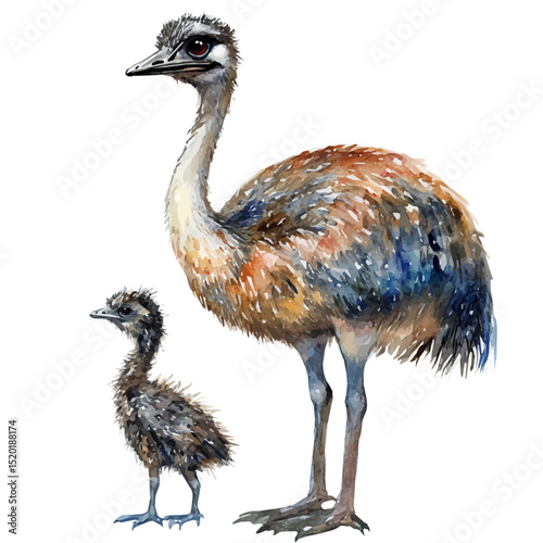 watercolor vector of A Mother Emu With Her Kid, high quality, isolated on a white background.