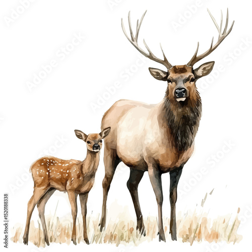 A Mother Elk With Her Kid, watercolor clipart vector, high quality, isolated on a white background.