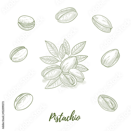Set of vector pistachio nuts line art illustration, graphic line combination. Great for any designs, textile, art, walls, package