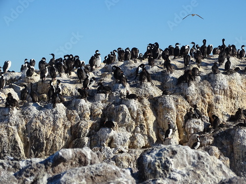  Cormorant colony