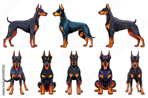 Portraits of a Doberman dog front and side view, Illustration of gorgeous fierce doberman dog sitting and standing, doberman pinscher, american doberman, dog doberman, set