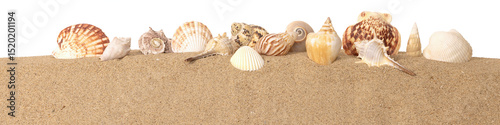 Coquillages sur un fond de sable de plage

